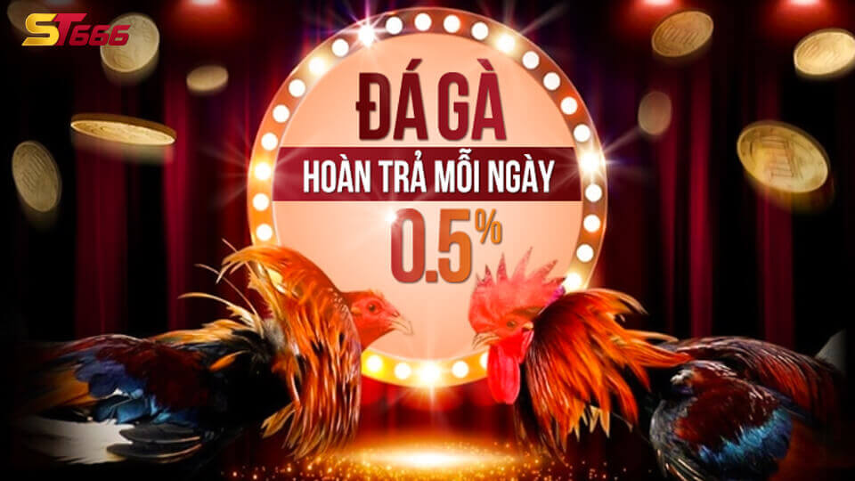 Đá Gà Trực Tuyến - Hướng Dẫn Chi Tiết Cách Đặt Cược Tại ST666 1 Đá gà trực tiếp thomo tại st666
