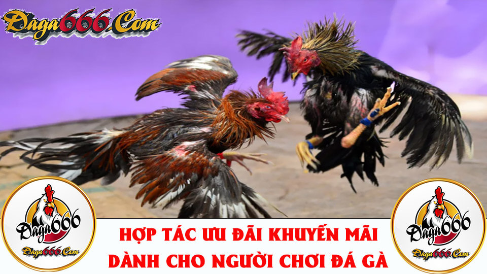 Đá Gà Thomo Là Gì? Lưu Ý Khi Chơi Cá Cược Đá Gà Online Thomo 1 Trực tiếp đá gà hôm nay tại ST666