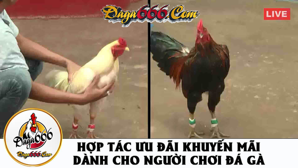 Đá Gà Thomo Là Gì? Lưu Ý Khi Chơi Cá Cược Đá Gà Online Thomo 2 Đá gà trực tuyến thomo campuchi tại ST6666