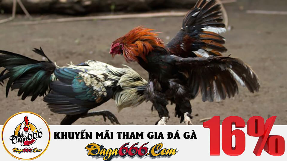 Đá Gà Thomo Là Gì? Lưu Ý Khi Chơi Cá Cược Đá Gà Online Thomo 3 Đá gà trực tuyến ở thomo tại st666 win
