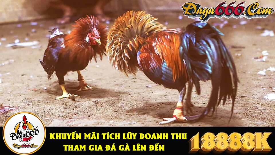 Đá Gà Thomo Là Gì? Lưu Ý Khi Chơi Cá Cược Đá Gà Online Thomo 5 Tường thuật đá gà online thomo tại nhà cái ST666