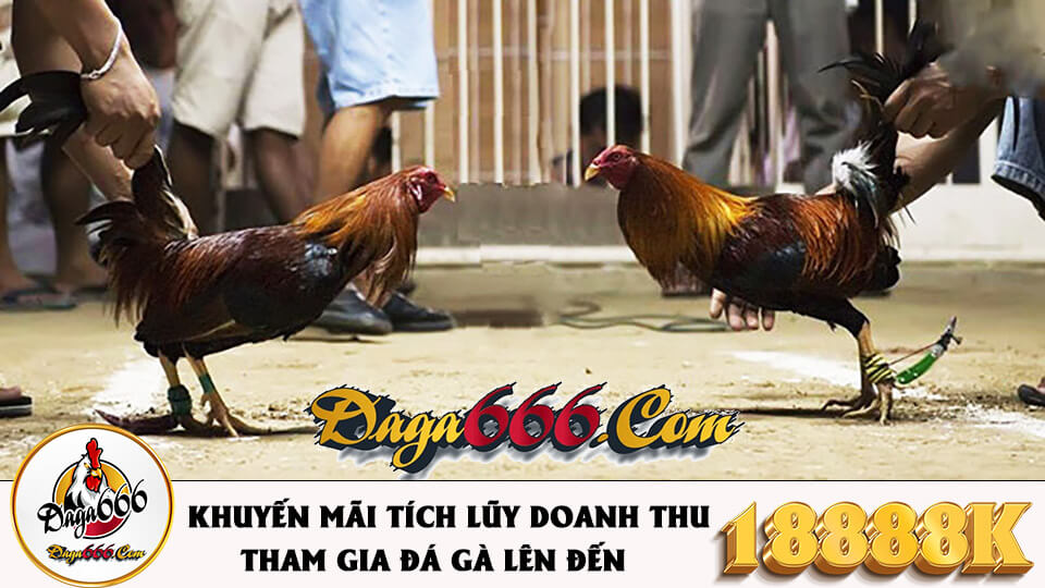 Đá Gà Thomo Là Gì? Lưu Ý Khi Chơi Cá Cược Đá Gà Online Thomo 6 Đá gà có bình luận viên tại nhà cái ST