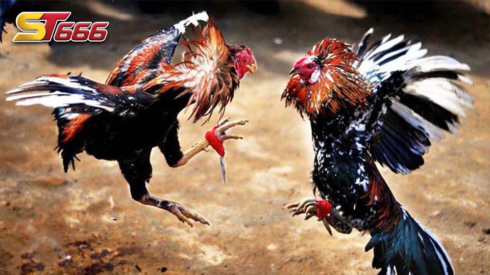 Các bước để tạo tài khoản đăng ký đá gà trực tuyến