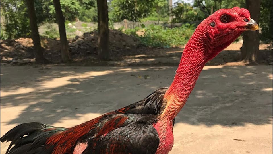 Cách Nuôi Gà Đá Bo Lớn Theo Kỹ Thuật Của Các Cao Thủ ST666 2 Cach Nuoi Ga Da Bo Lon St666