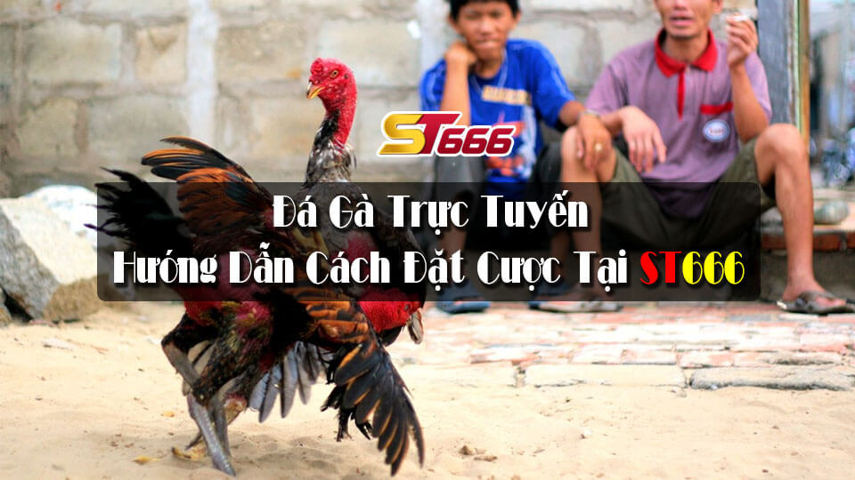 Đá Gà Trực Tuyến - Hướng Dẫn Chi Tiết Cách Đặt Cược Tại ST666