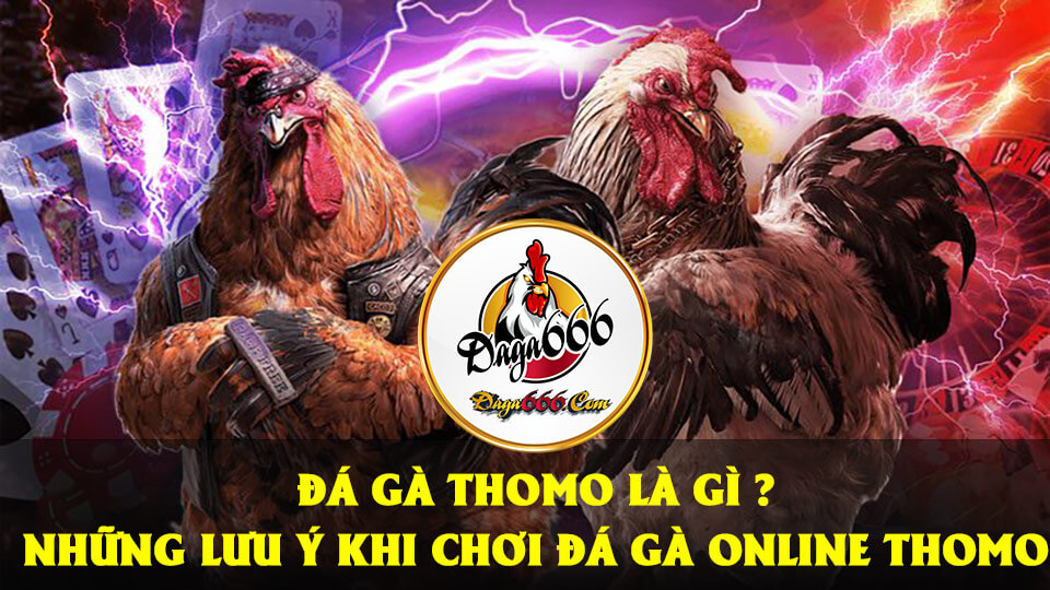 Đá Gà Thomo Là Gì? Lưu Ý Khi Chơi Cá Cược Đá Gà Online Thomo