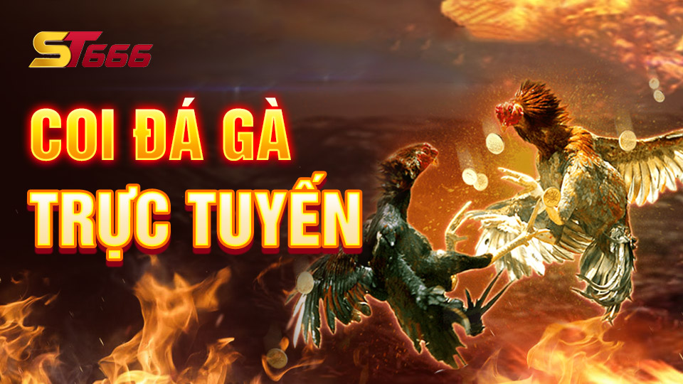 Làm Thế Nào Để Coi Đá Gà Trực Tuyến Tại ST666?
