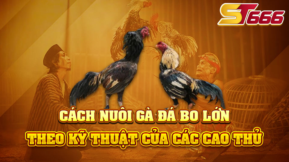 Cách Nuôi Gà Đá Bo Lớn Theo Kỹ Thuật Của Các Cao Thủ ST666